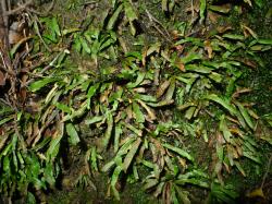 Notogrammitis ciliata. Mature plants growing on a clay bank.
 Image: L.R. Perrie © Leon Perrie CC BY-NC 3.0 NZ